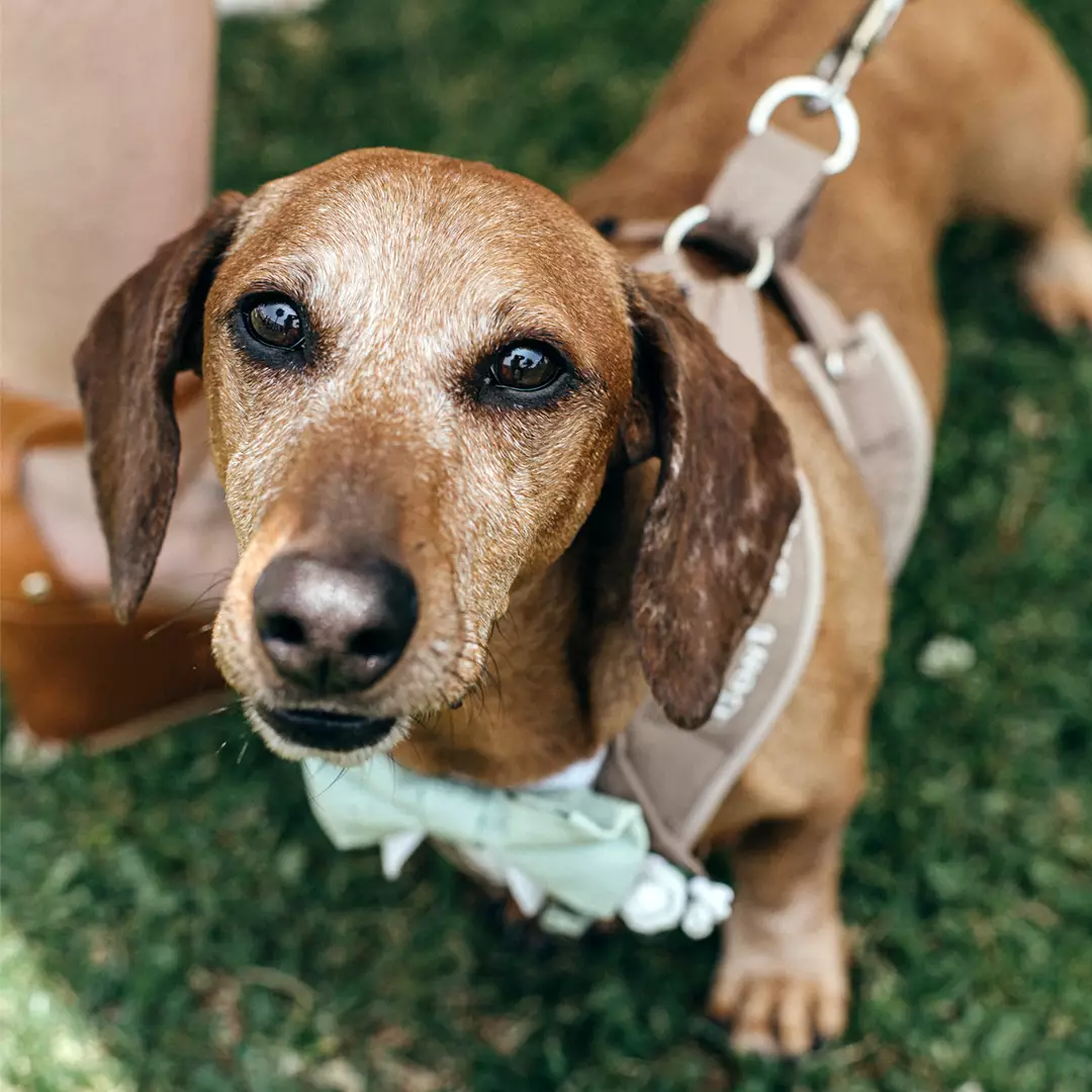 A brown dachshund wearing a harness and leash stands on grass, looking up at the camera.